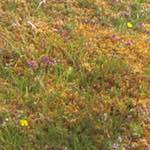 First image from the photoset 'see nerd (v)'.