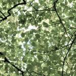 Image: Eleventh image from the photoset 'tannoy (i)'.