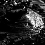 Image: Thirteenth image from the photoset 'tannoy (i)'.