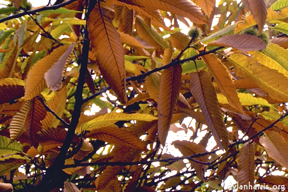 Image: Image 'texture (iii) (iii) 2'.