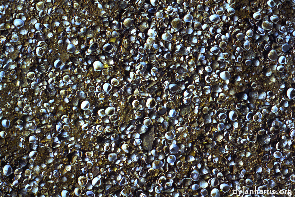 Image: Image 'texture (iii) 20'.