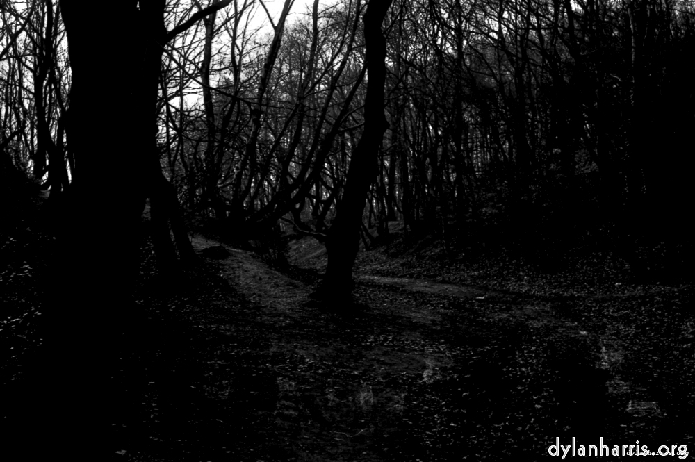 Image: Image 'woods 1'.