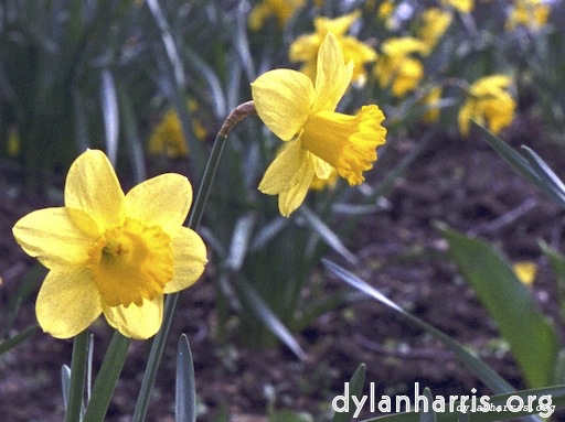 Image: Image 'wurm im apfel (i) 4'.