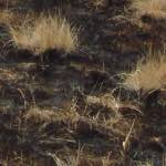 Sixth image from the photoset 'wurm im apfel (i)'.