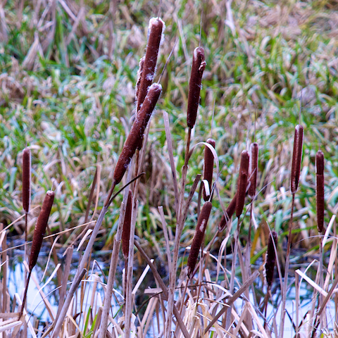 image: unlabelled image