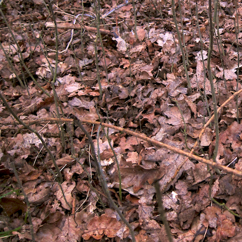 image: unlabelled image