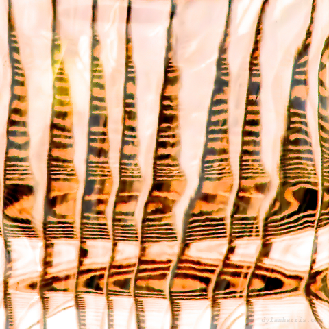 image: unlabelled image