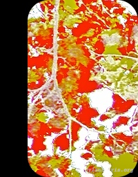 image: unlabelled image