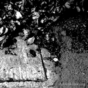 image: unlabelled image