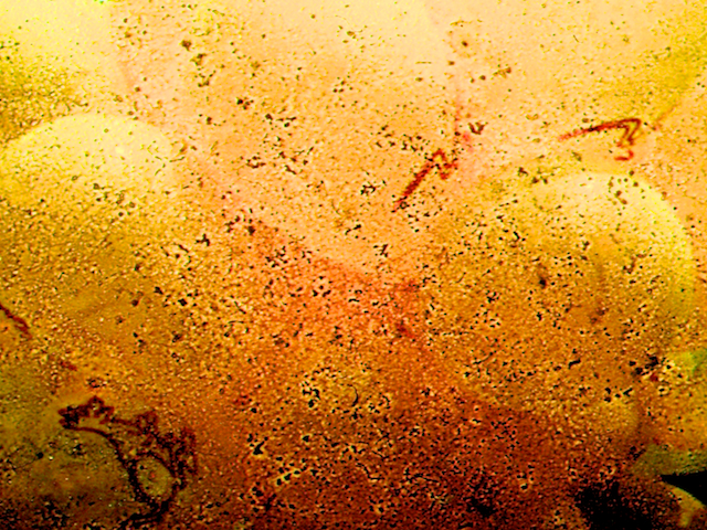 image: unlabelled image