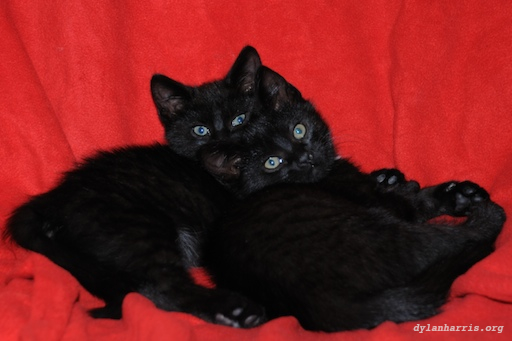 image: unlabelled image