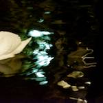 image: unlabelled image