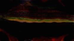 Second of '4.0 A collection bubbly 1'.