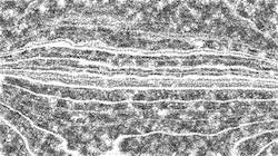 First of 'reflets &mdash; paint synthesiser classic &mdash; 2.0 collection BW hatch 2'.