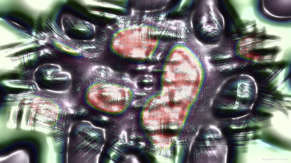 Image 'reflets &mdash; msg &mdash; variations 0 complex attractors 4 6'.