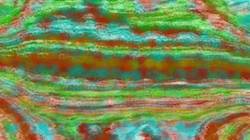 Fifth of '4.0 A collection msg paint n 1'.