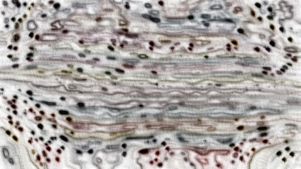 Image '4.0 A collection whispy attractors 3 1'.