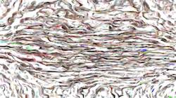 Eighth of '4.0 A collection wild 2'.