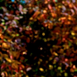 image: out of focus out of sense