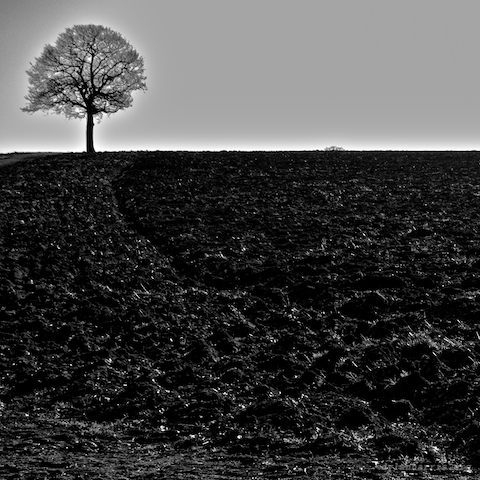 image: swineshead (i), 5 of 6