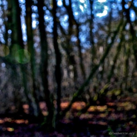 image: swineshead (iii), 5 of 15