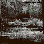 Fifth image from the photoset 'st.neots park (i)'.