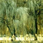 Sixth image from the photoset 'st.neots park (i)'.