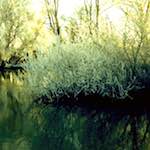 image: Image from the photoset &lsquo;st.neots park (ii)&rsquo;.