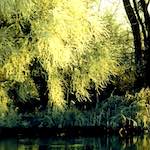 image: Image from the photoset &lsquo;st.neots park (ii)&rsquo;.