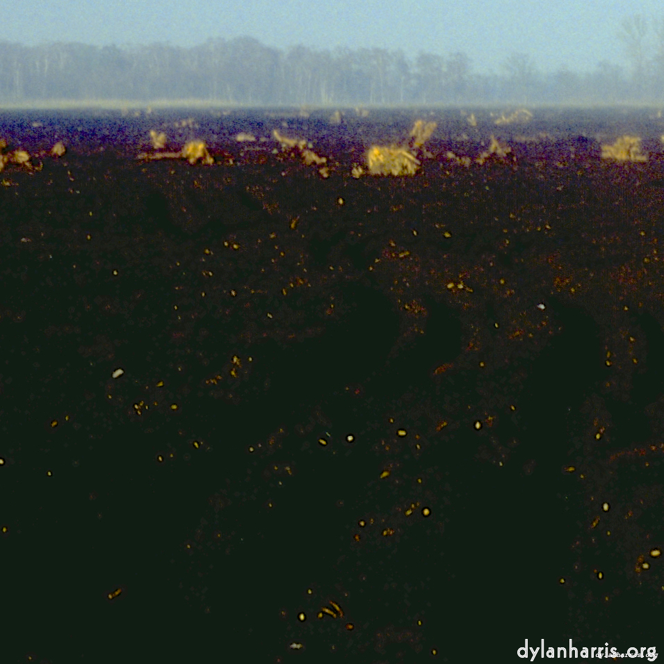 Image 'fen (iii) 2'.