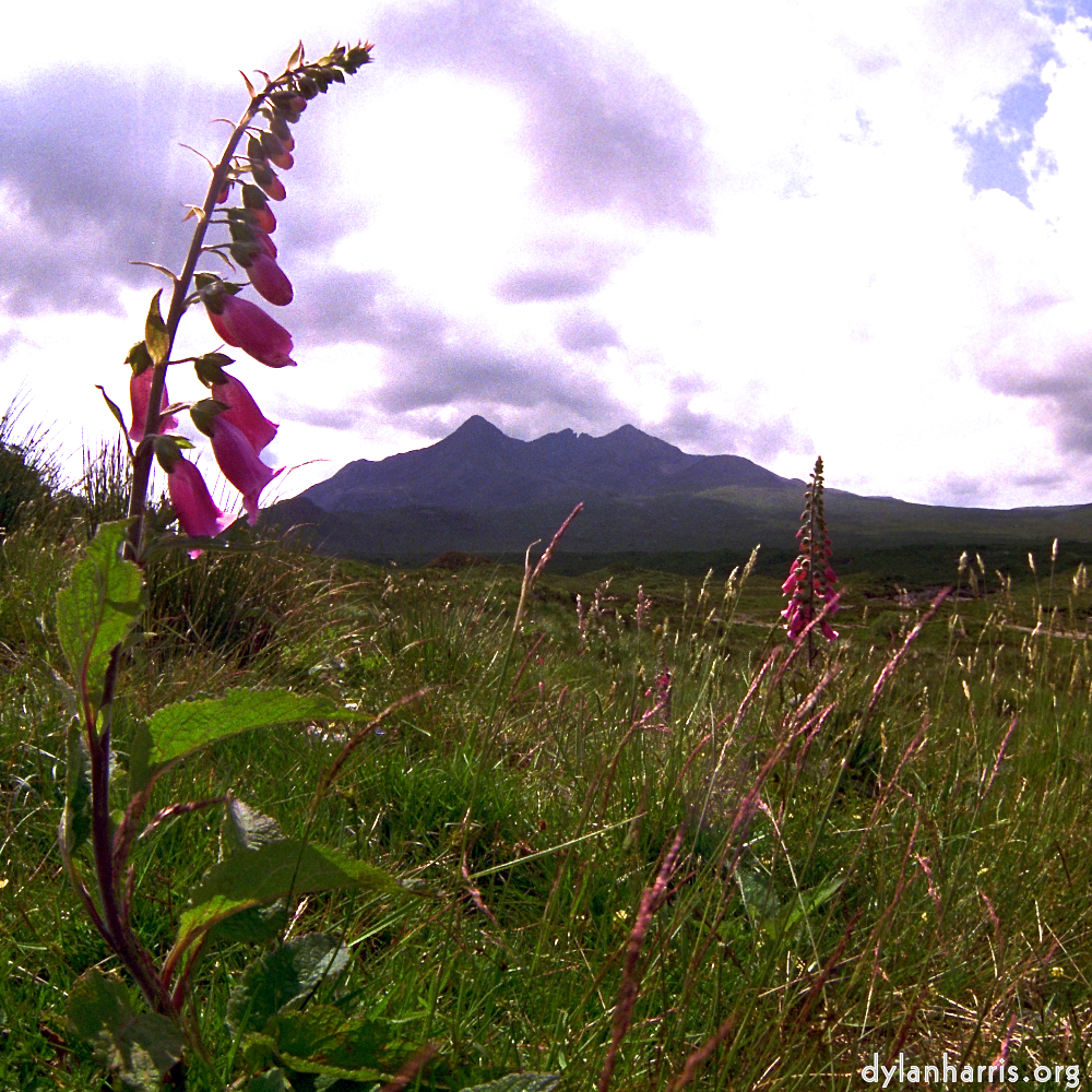 Image: Image 'highlands (iv) 6'.