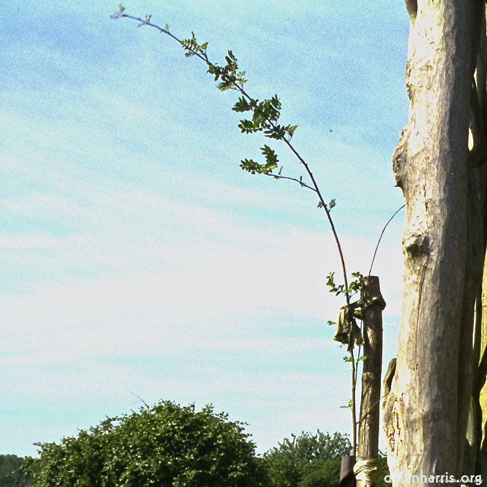 Image 'untitled (ix) 4'.