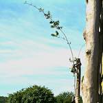 Fourth image from the photoset 'untitled (ix) '.