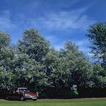 First image from the photoset 'citro&euml;n (iv)'.