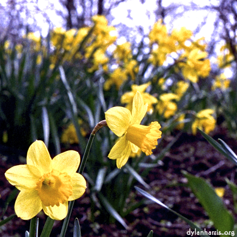 Image 'raunds (i) 4'.