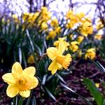 Fourth image from the photoset 'raunds (i)'.