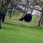 Eleventh image from the photoset 'yorkshire (v)'.