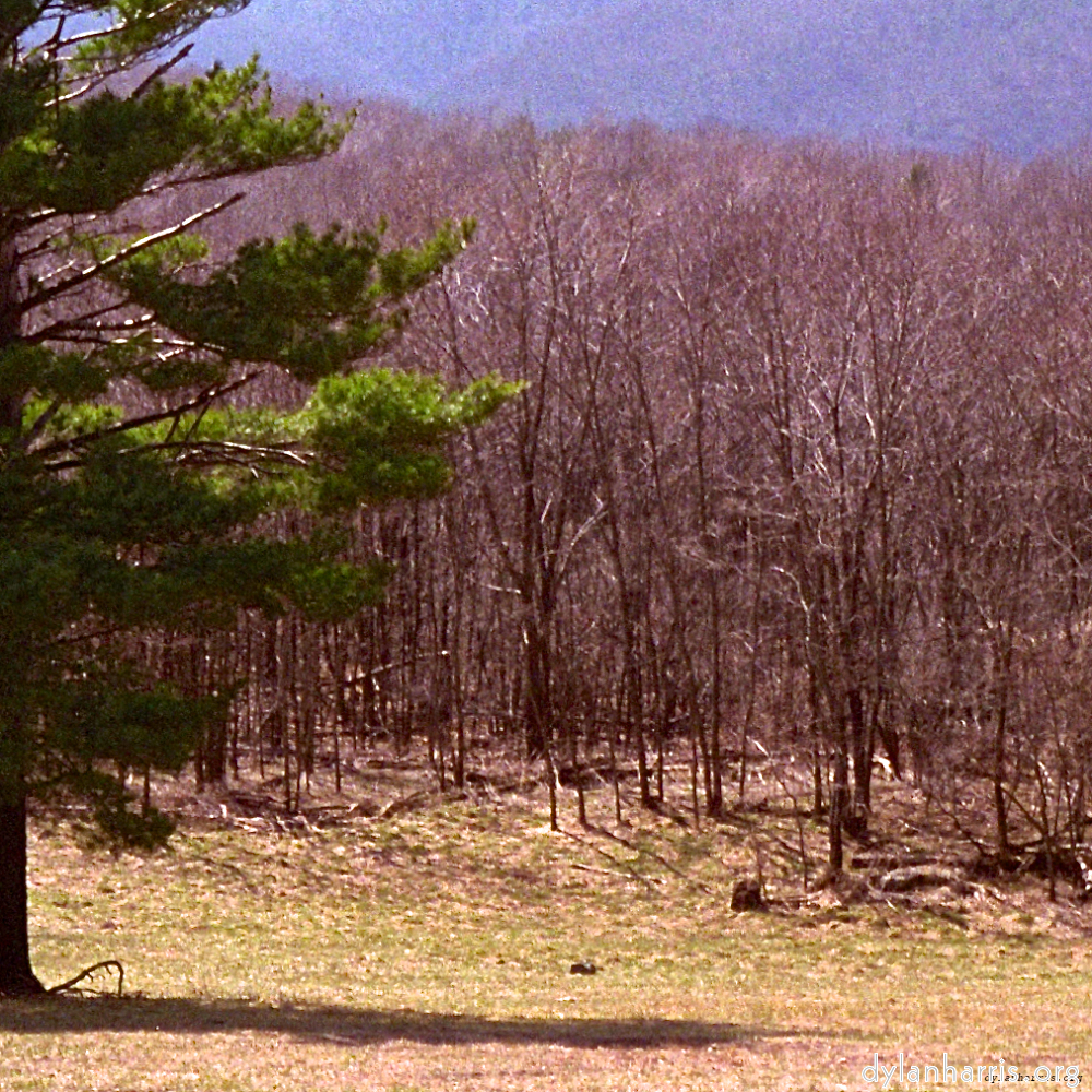 Image 'wood (viii) 1'.