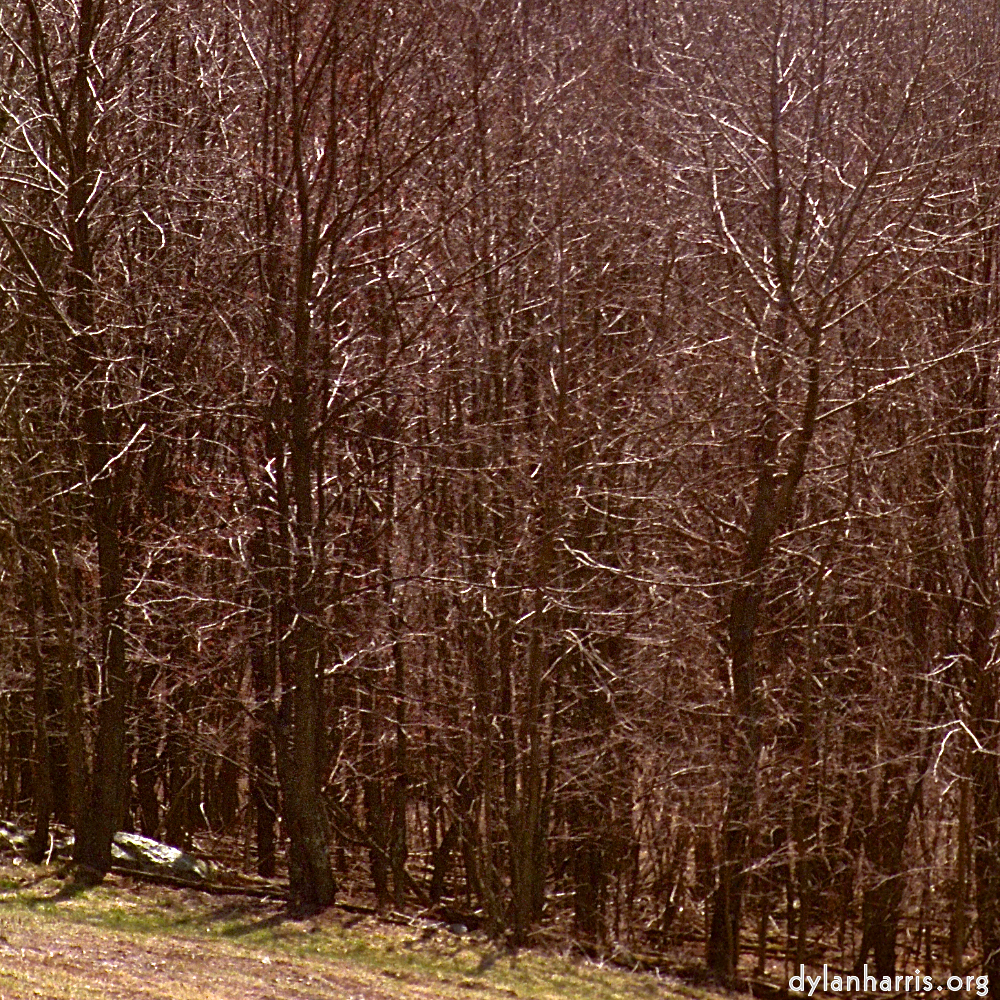 image: This is &lsquo;wood (vii) 2&rsquo;.