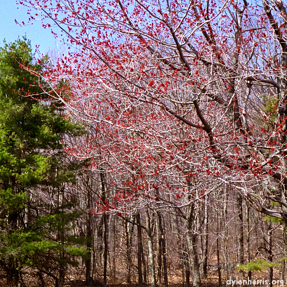 image: This is &lsquo;wood (viii) 4&rsquo;.