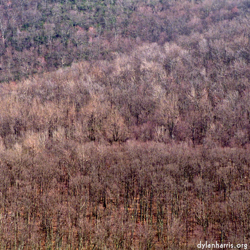 image: This is &lsquo;wood (viii) 5&rsquo;.