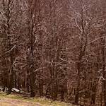 image: Image from the photoset &lsquo;wood (viii)&rsquo;.