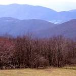 image: Image from the photoset &lsquo;wood (viii)&rsquo;.