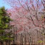 image: Image from the photoset &lsquo;wood (viii)&rsquo;.