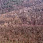 image: Image from the photoset &lsquo;wood (viii)&rsquo;.