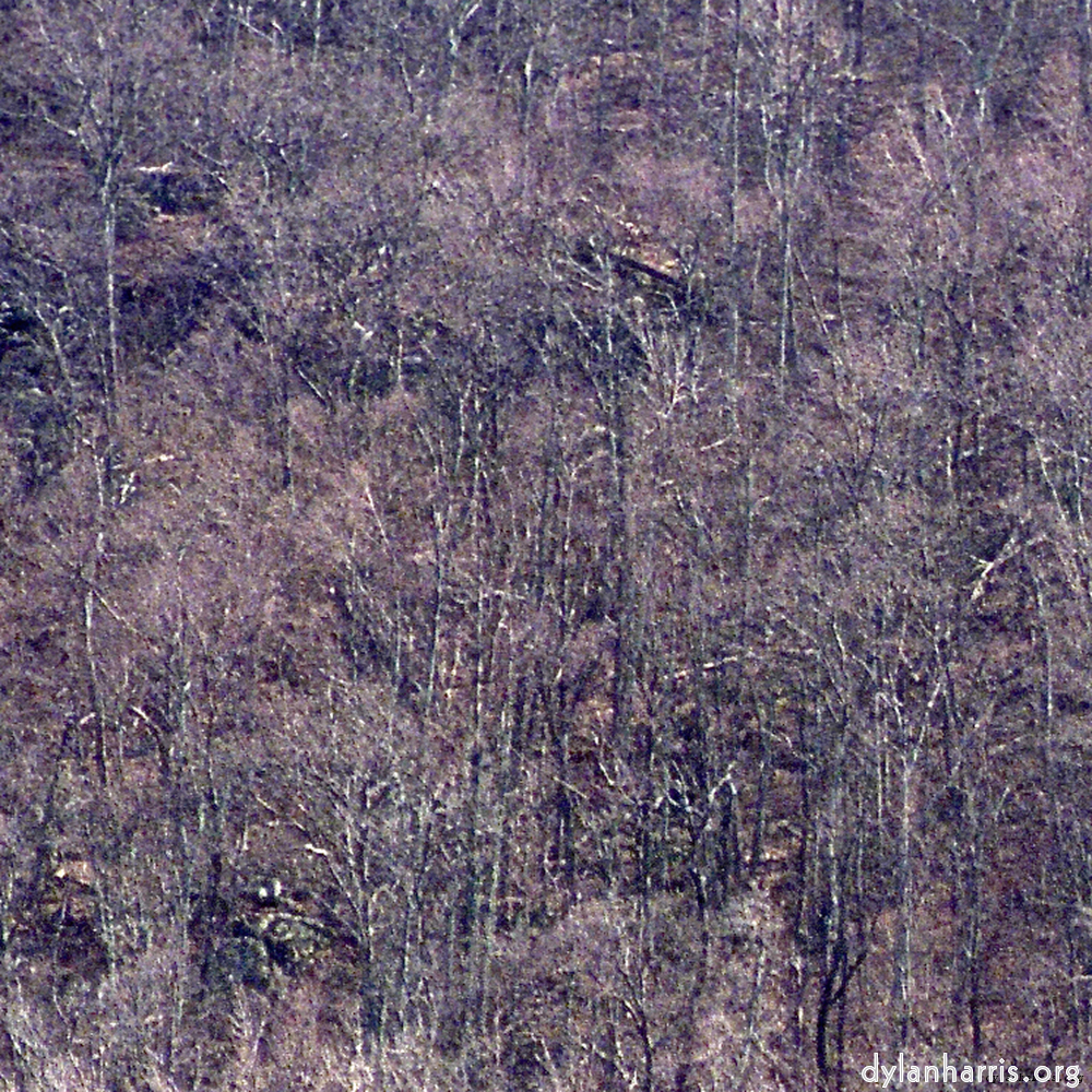 Image 'wood (ix) 5'.