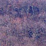 Image: Second image from the photoset 'wood (ix)'.