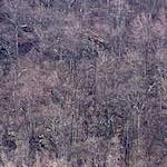 Image: Fifth image from the photoset 'wood (ix)'.