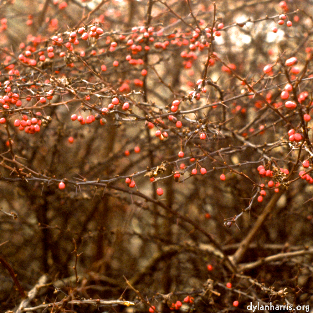 Image 'untitled (xi) 5'.