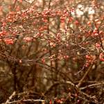 Image: Fifth image from the photoset 'untitled (xi) '.